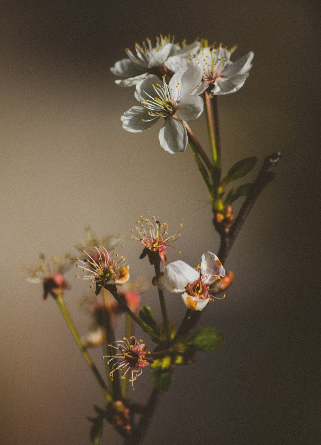 Inšpirácia - Harmónia a sviežosť